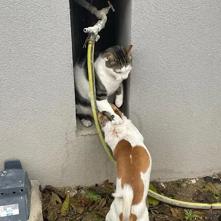 Proche Centre Parking Public Gratuit コルマール